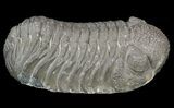 Large, Morocops Trilobite - Almost All Rock Removed #52425-2